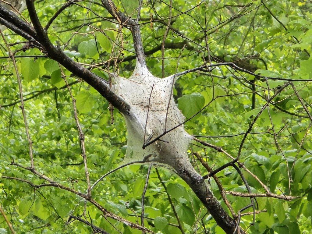 Eastern Tent Caterpillar Moth observed on the W&OD Trail by steveyoung on April 27, 2024