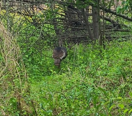 Easter Wild Turkey observed at Occoquan Regional Park by ing_squared on April 27, 2024