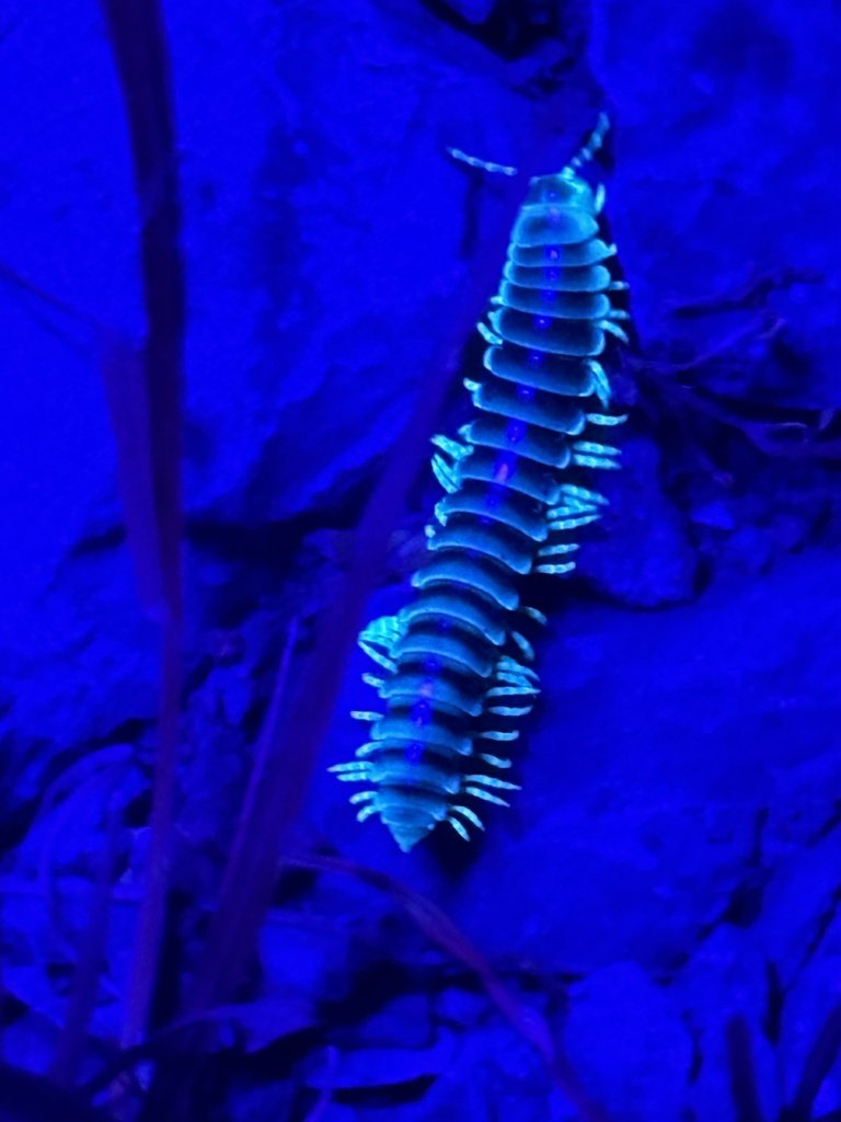 Flat Backed Millipede observed at Bull Run Regional Park by ana_kaahanui on April 29, 2024
