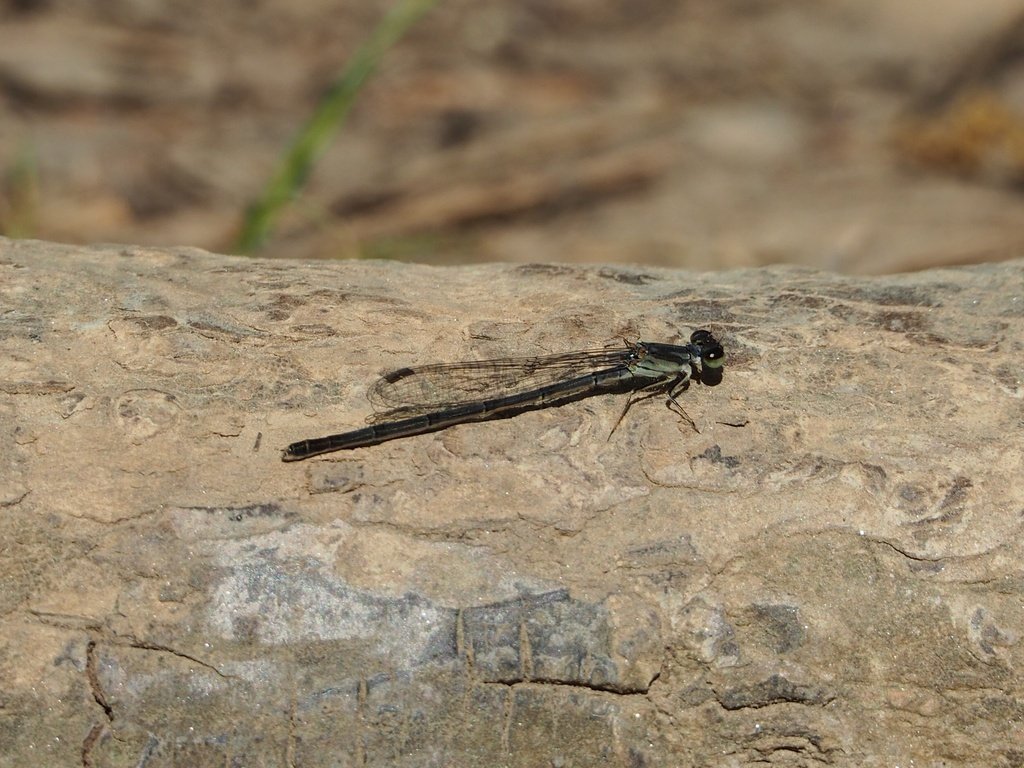 Fragile Forktail observed at Algonkian Regional Park by paulpisano