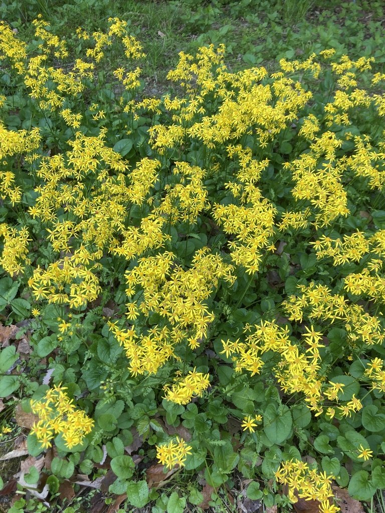 Golden Ragwort observed at Winkler Botanical Preserve