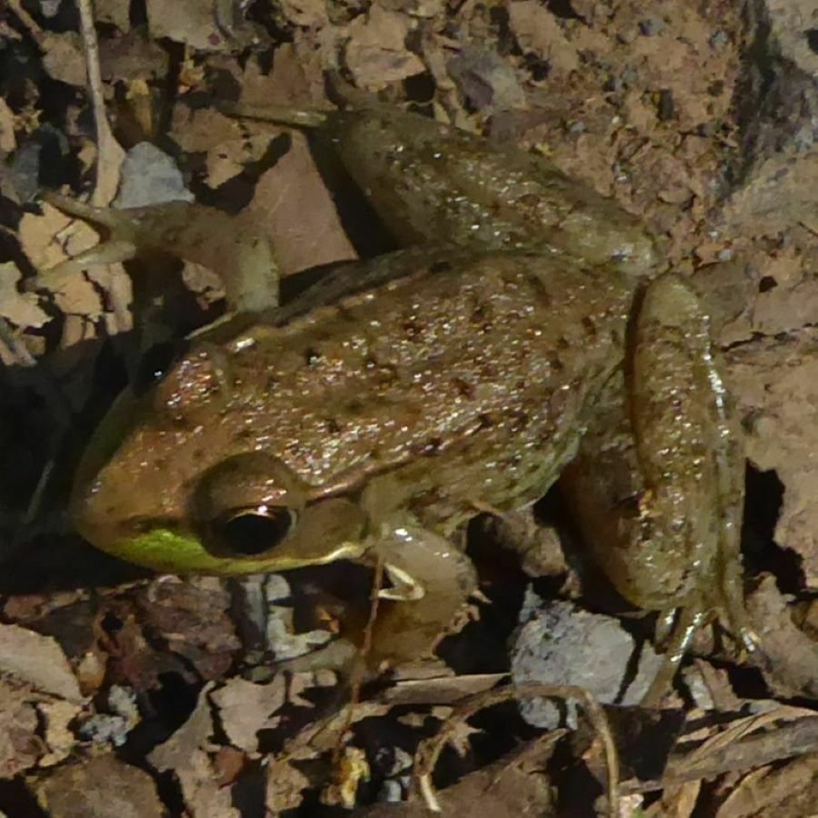 Green Frog observed at Bull Run Regional Park by pgswamsley on April 29, 2024