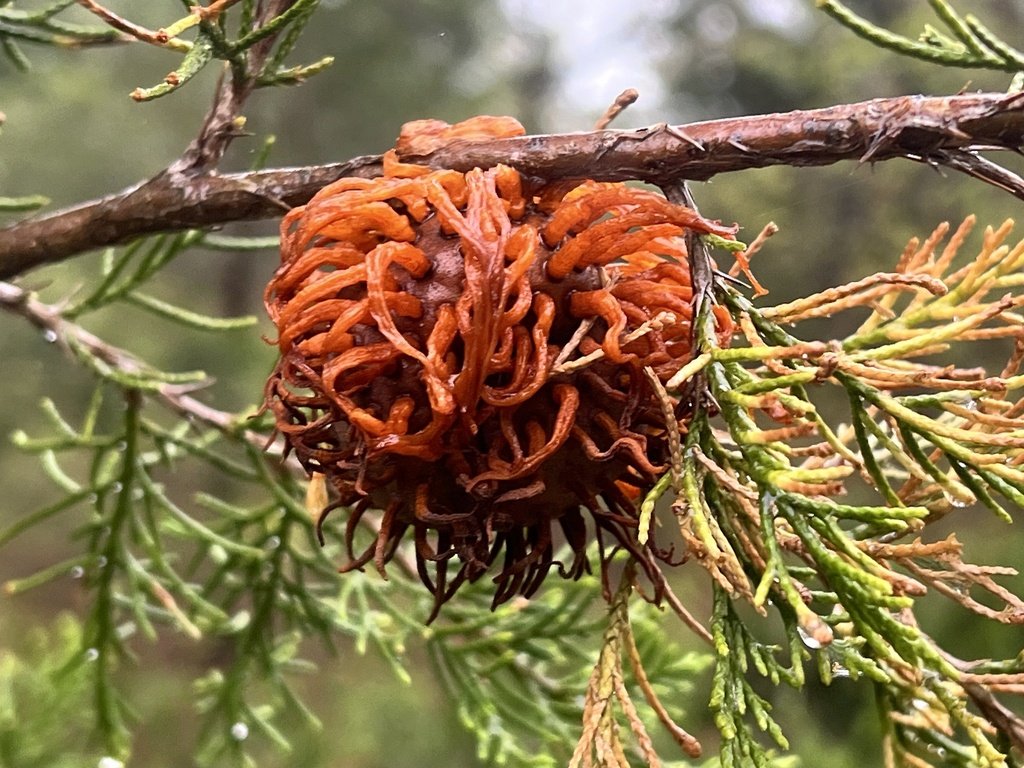 Juniper-apple Rust observed at Gilbert's Corner