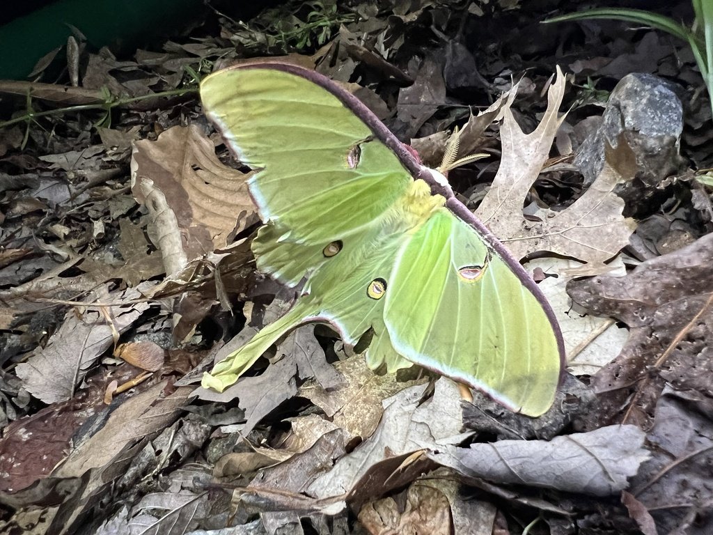 Luna moth observed at Bull Run Regional Park by dbarber on April 29, 2024