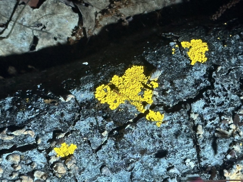 Mustard Lichen observed at Bull Run Regional Park by ana_kaahanui on April 29, 2024