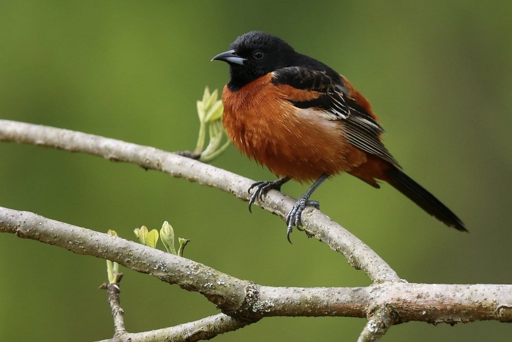Orchard Oriole observed at Meadowlark Botanical Garden by mattyfelp on April 26, 2024