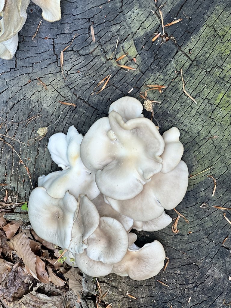 Oyster Mushroom observed at Potomac Overlook Regional Park by mattyfelp on April 29, 2024