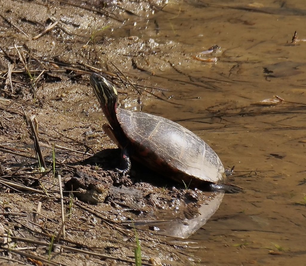 Painted Turtle observed on the W&OD Trail by drhowell on April 28, 2024