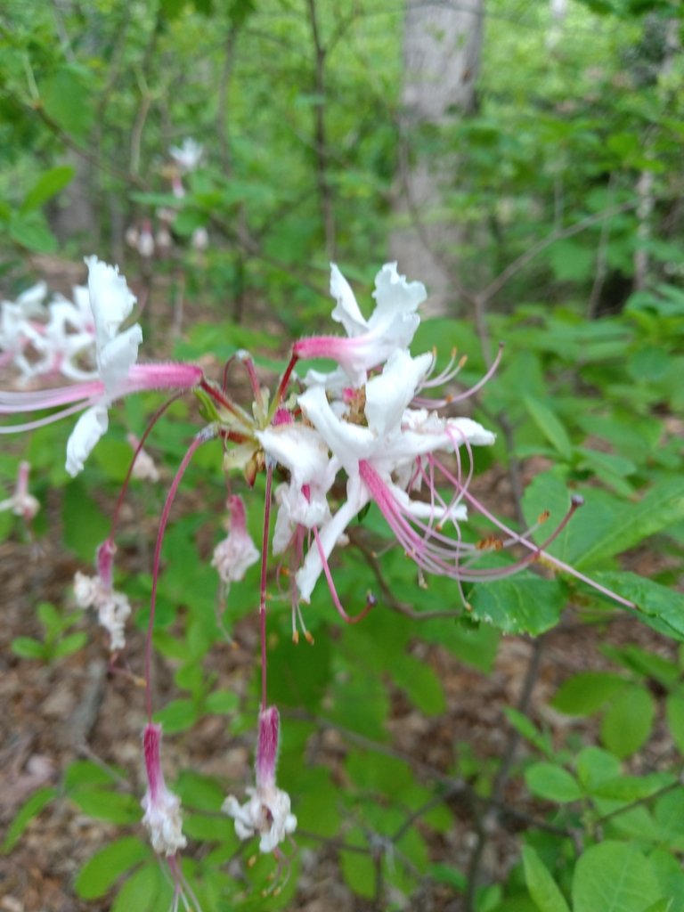 Pinxter Flower observed at Upton Hill Regional Park by zhelicarol on April 26, 2024