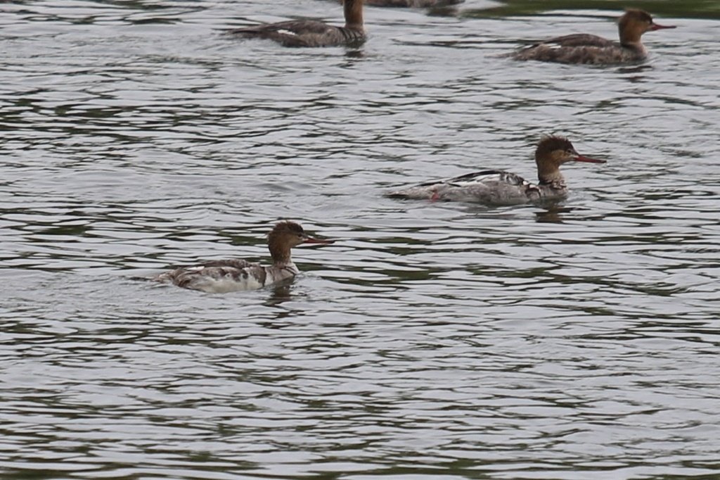 Red Breasted Merganser observed at Algonkian Regional Park by nature_a on April 27, 2024