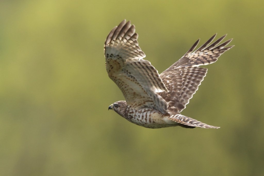 Red Shouldered Hawk observed at Meadowlark Botanical Gardens by mattfelp on April 26, 2024