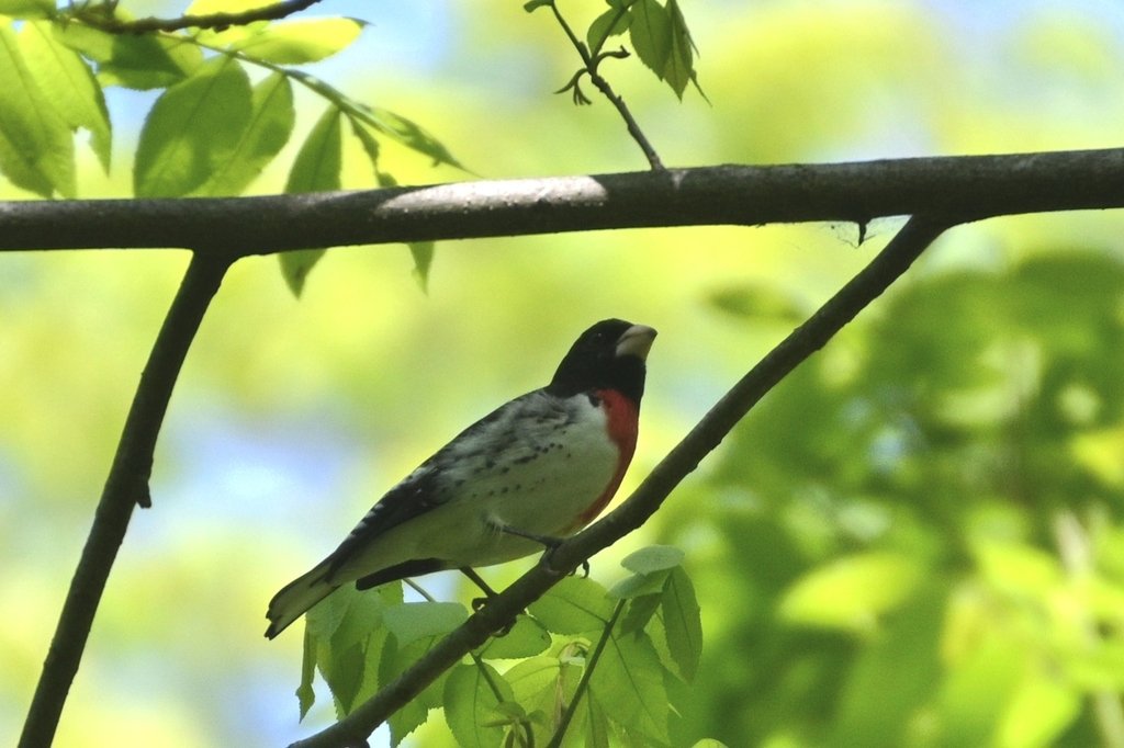 Red-breasted Grossbeak observed at Ball's Bluff Battlefield Regional Park on April 28, 2024