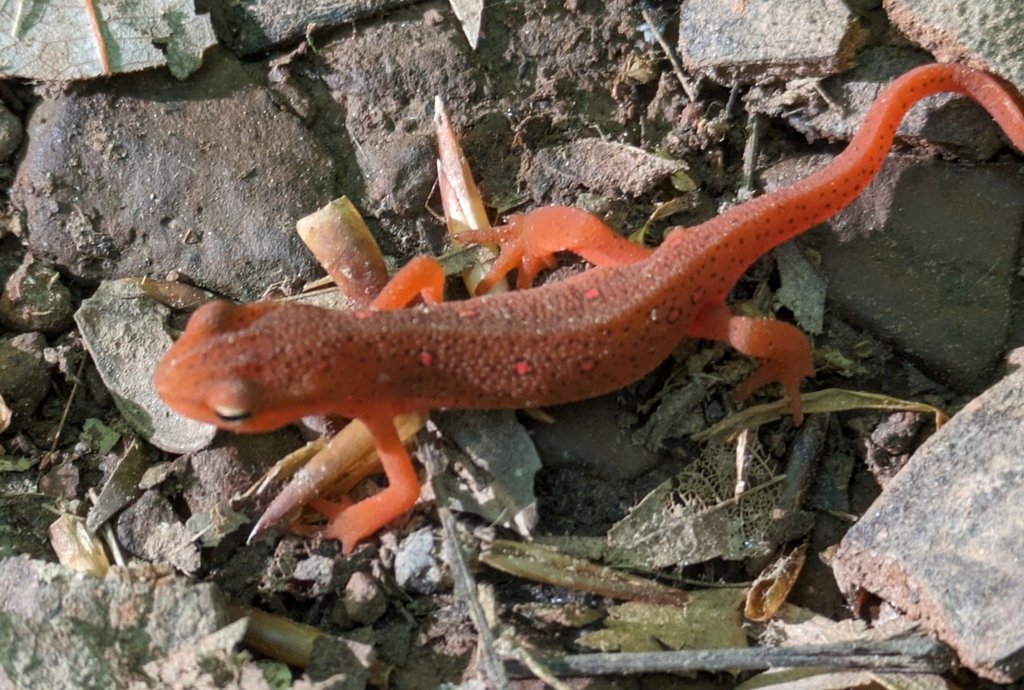 Red-spotted Newt at Ball's Bluff Battlefield Regional Park April 29, 2024