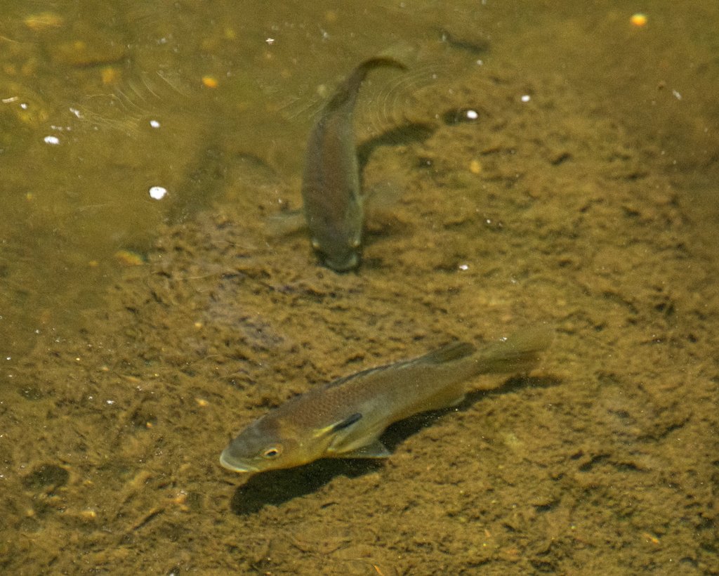 Redbreast Sunfish observed on the W&OD Trail by swanlefitte on April 29, 2024
