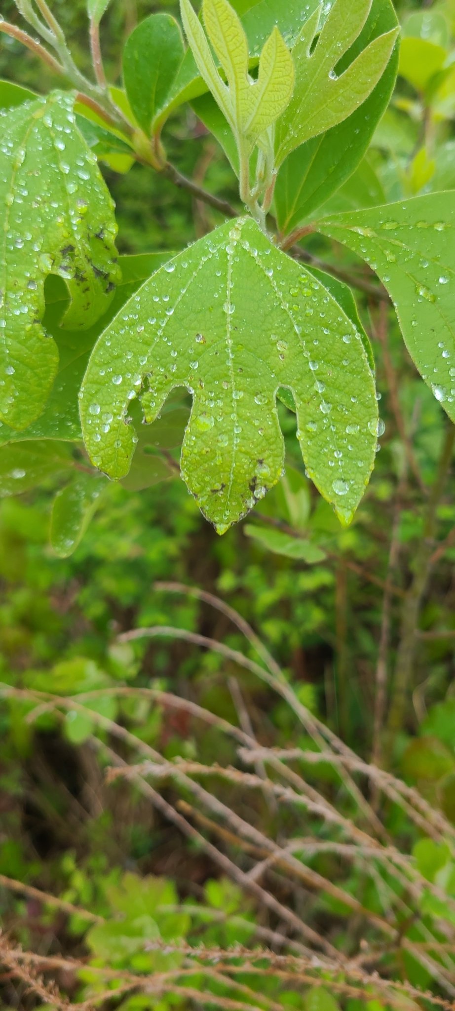 Sassafras observed at Occoquan Regional Park by ing_squared on April 27, 2024