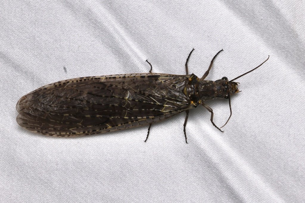 Spring Fishfly observed at Bull Run Regional Park by mattyfelp on April 29, 2024