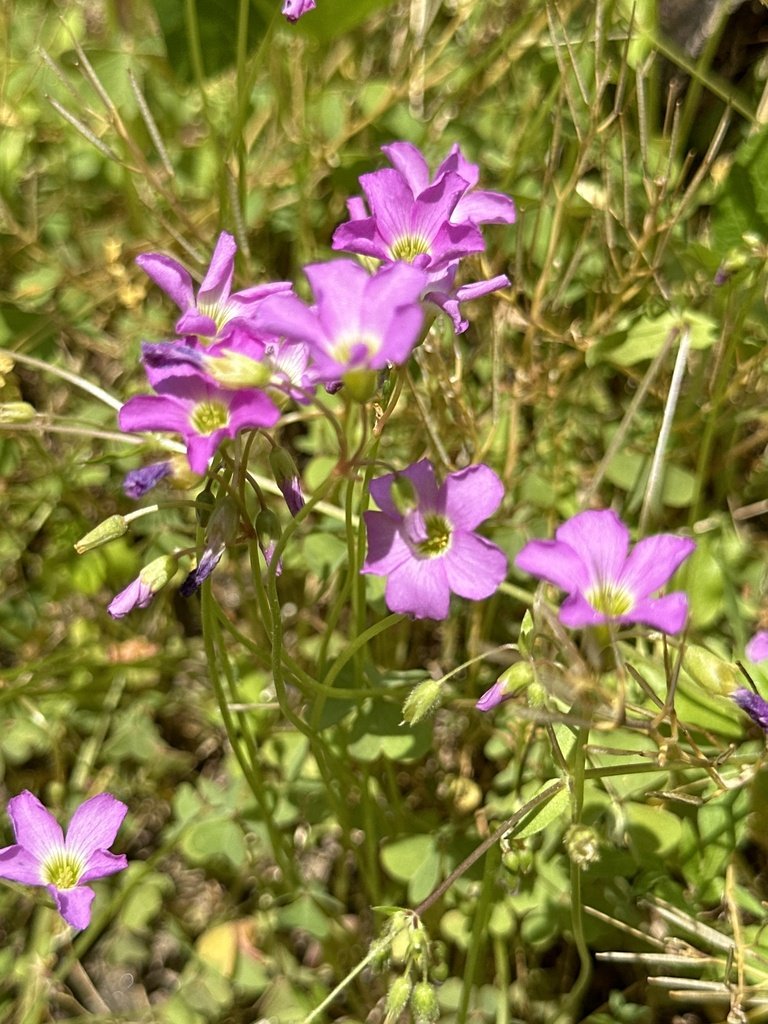 Violet Woodsorrel observed on the W&OD Trail by capitalnaturalist on April 29, 2024
