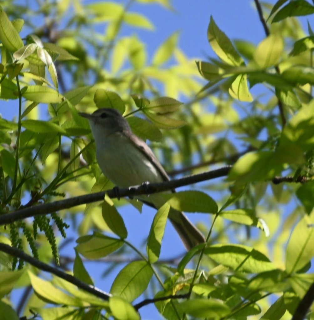 Warbling Viero sitting in tree at Algonkian Regional Park observered by loudounjim on april 29 2024