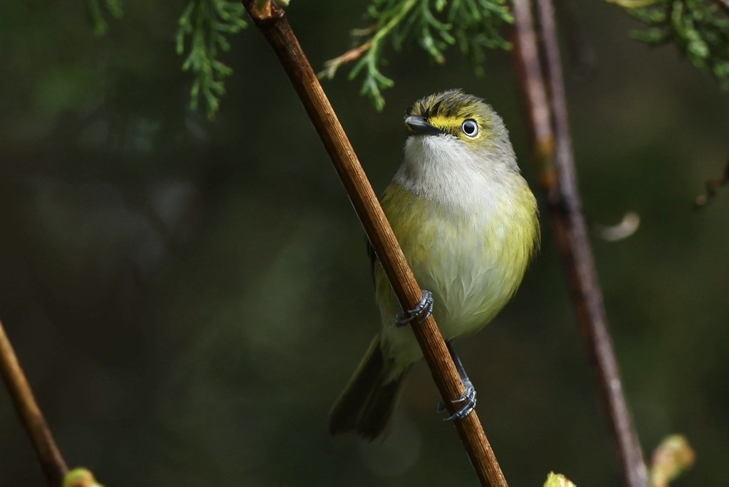 White-eyed Vireo observed at Gilbert's Corner Regional Park by mattyfelp on April 27, 204