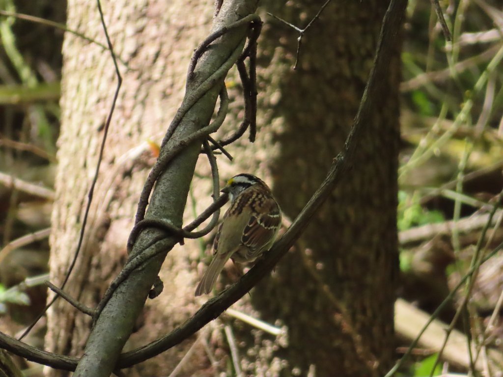 White-throated sparrow observed at Upton Hill Regional Park by zhelicarol on April 26, 2024