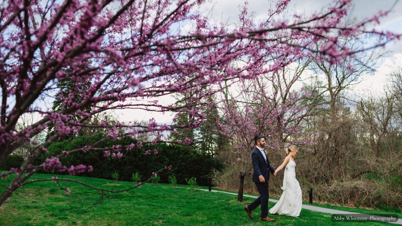 Bride and groom holding hands walking through grass yard with redbud tree in bloom in the foreground