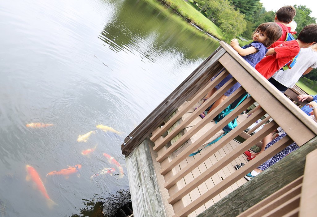 children watching koi fish