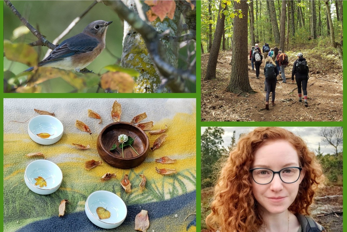 autumn scenes in the woods and bird on a branch