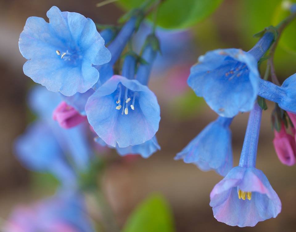 bluebells close up