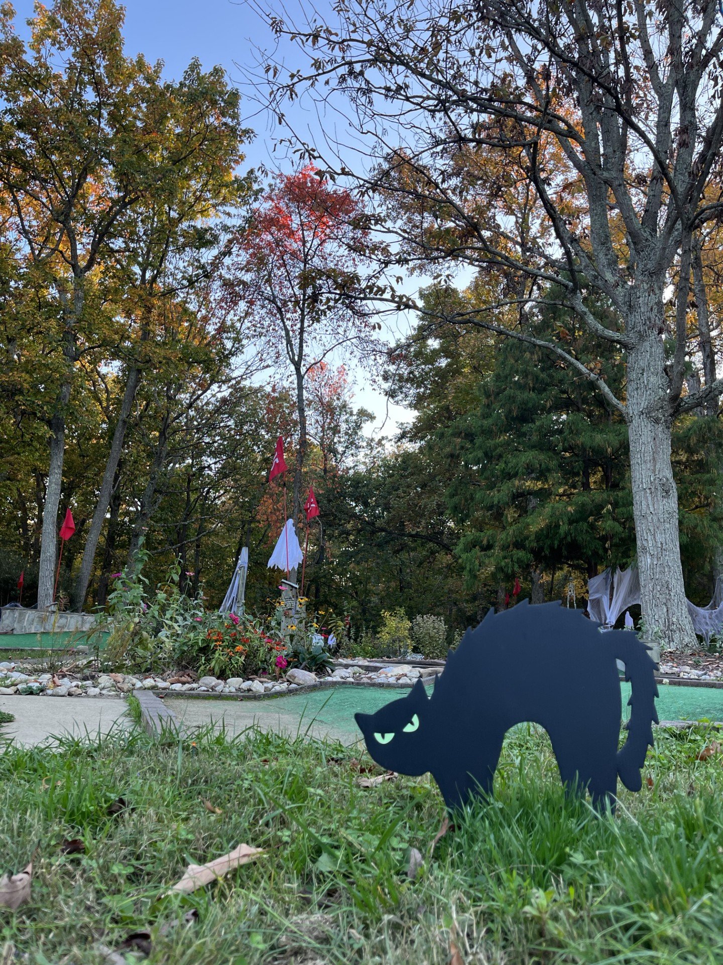 Scary Cat Halloween Photo