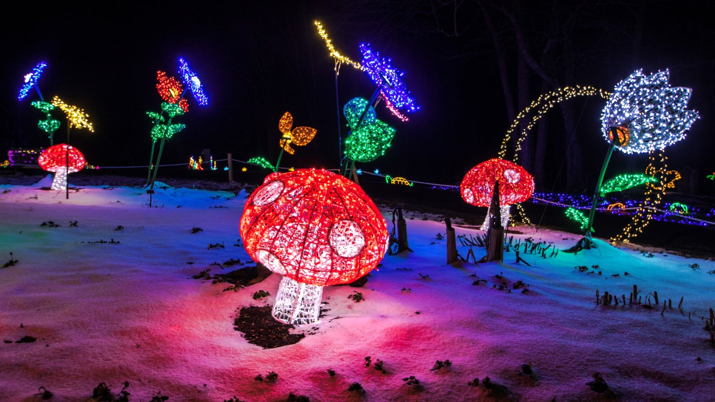 Mushrooms and flowers light display