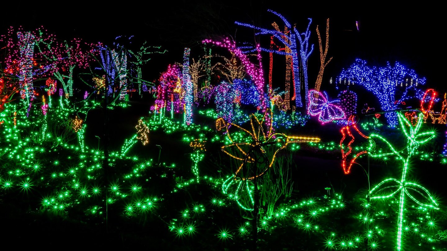 Light display in the garden