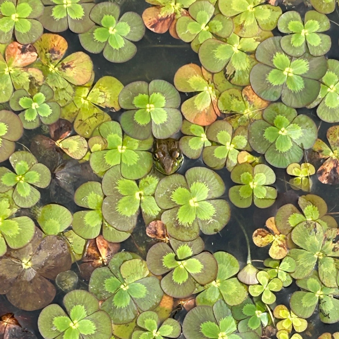 Lily pads with a frog camouflaged in the pond