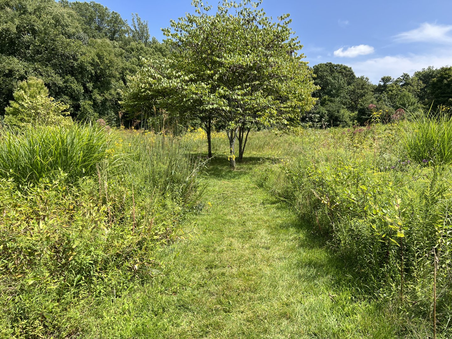 Experimental meadow at Meadowlark Botanical Gardens