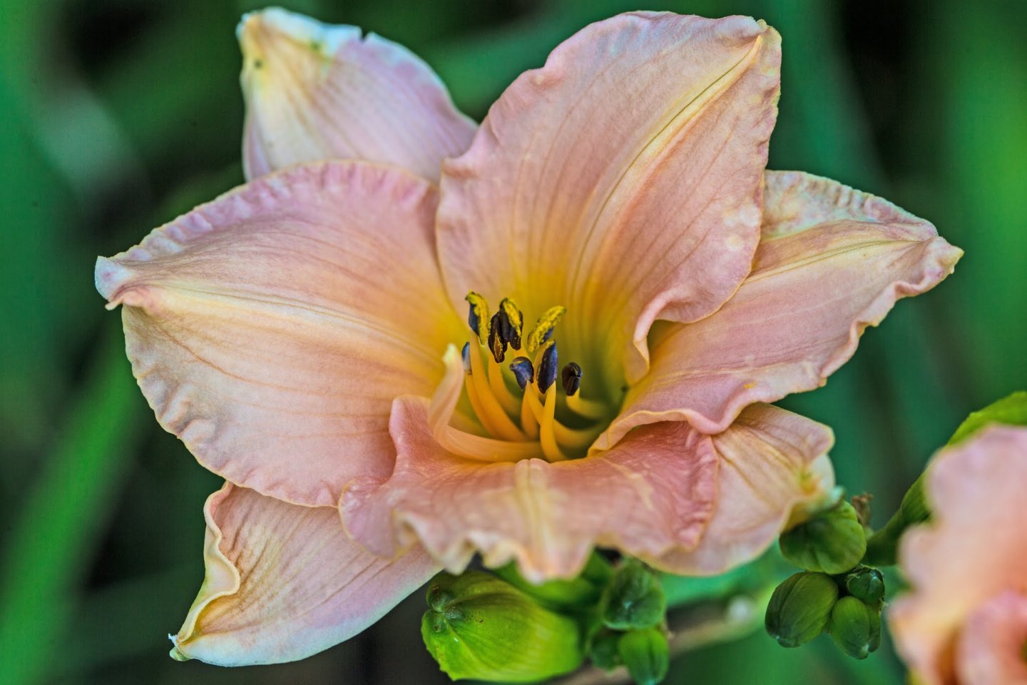 Daylily Collection