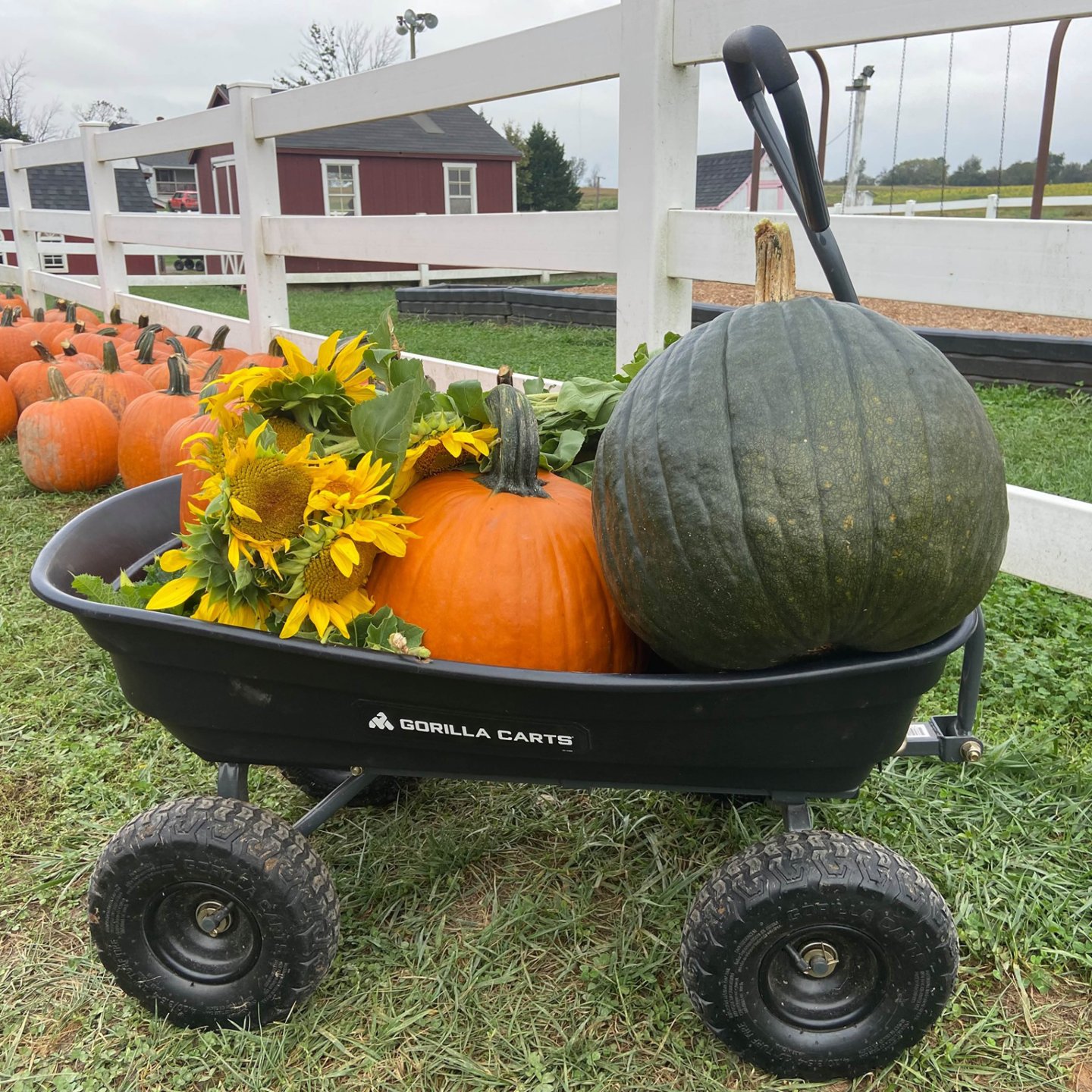 A black wagon with sunflowers, an orange pumpkin and green pumpkin