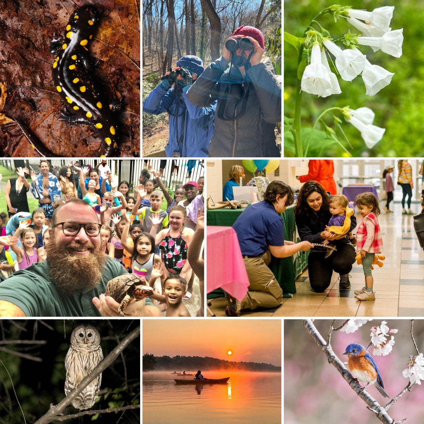 Collage of photos: newt, two people looking through binoculars, white flowers, NOVA Parks Roving Naturalist holding a turtle and a group of people behind him, NOVA Parks Roving Naturalist bending down holding a feather for a mom and two young kids, an owl in a tree, a kayak framed by an orange sunset, a warbler in a tree