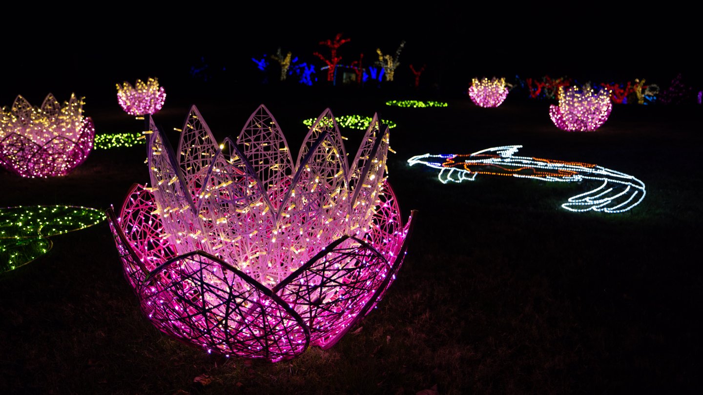 Lotus and koi fish light display