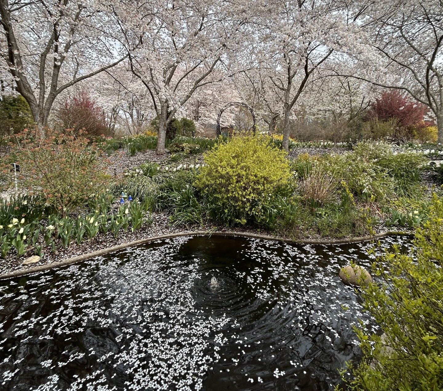 White garden at Meadowlark Botanical Gardens Cherry trees in bloom with petals floating in pond