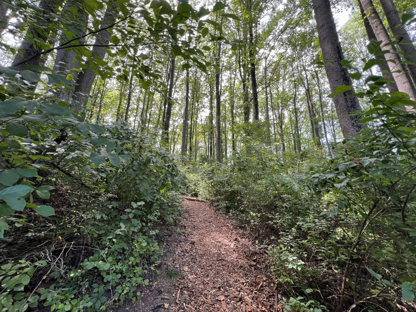 Young Forest Nature Trail 