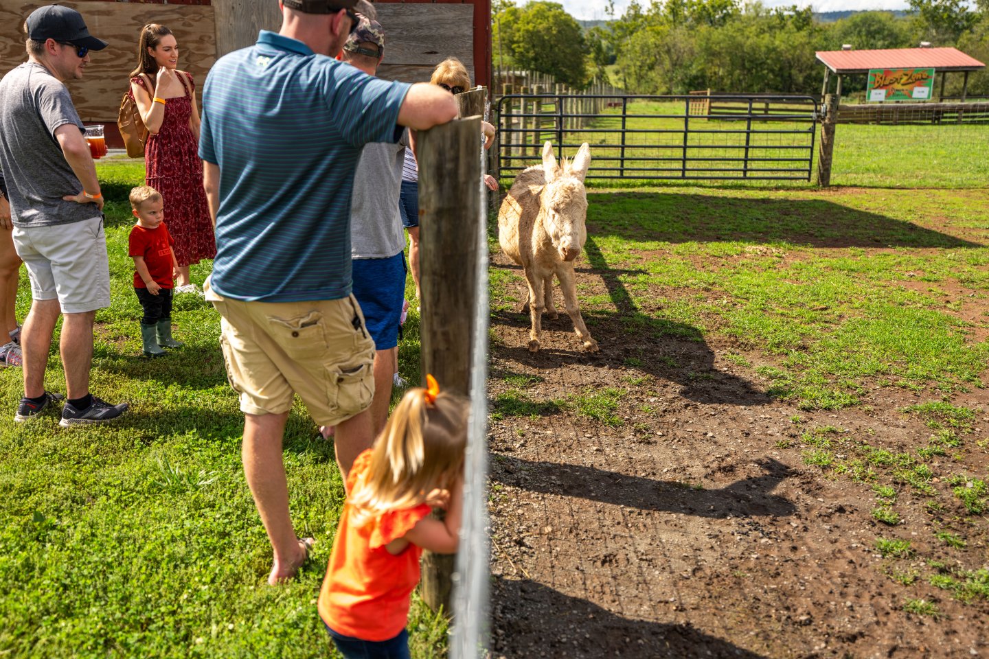 Kids looking at donkey on the farm