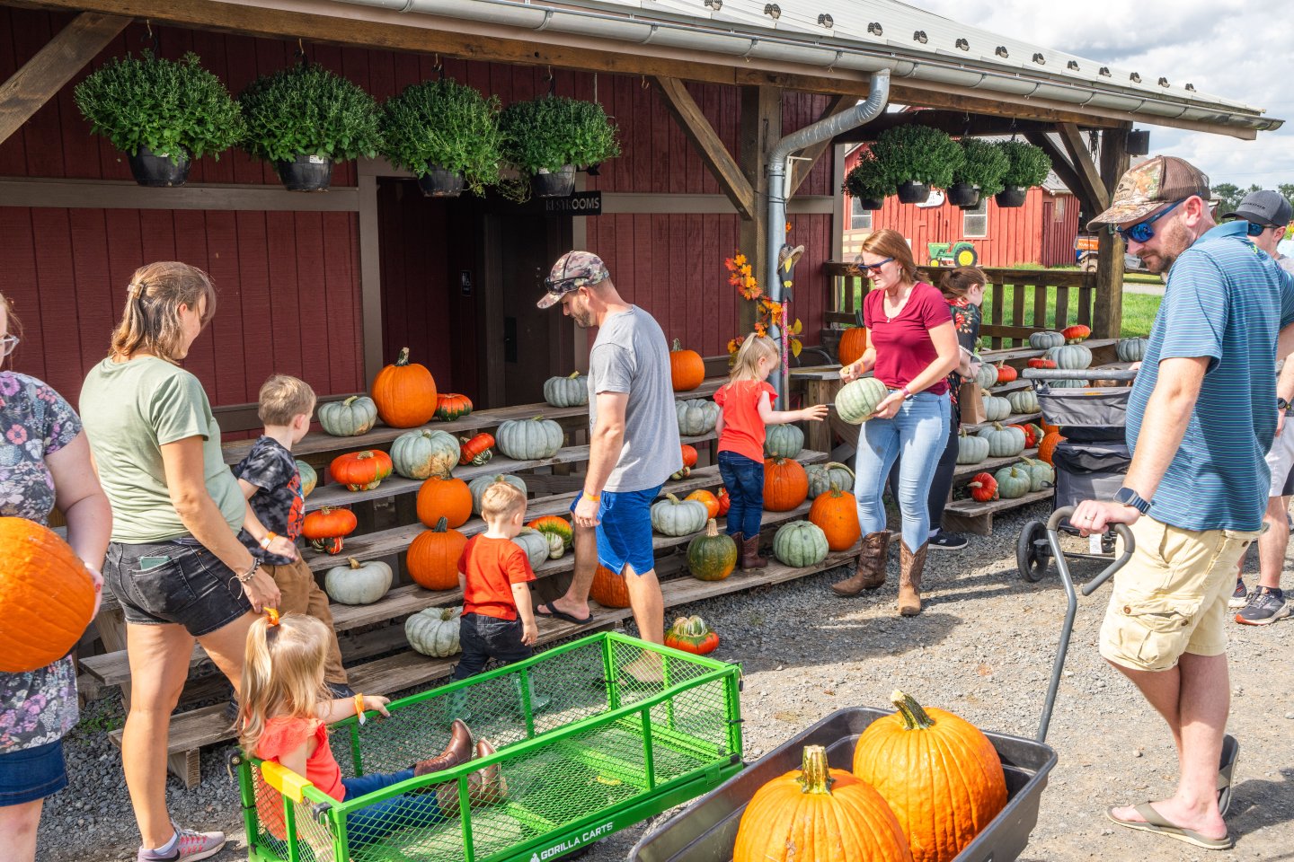 Families picking pumpkins on the farm