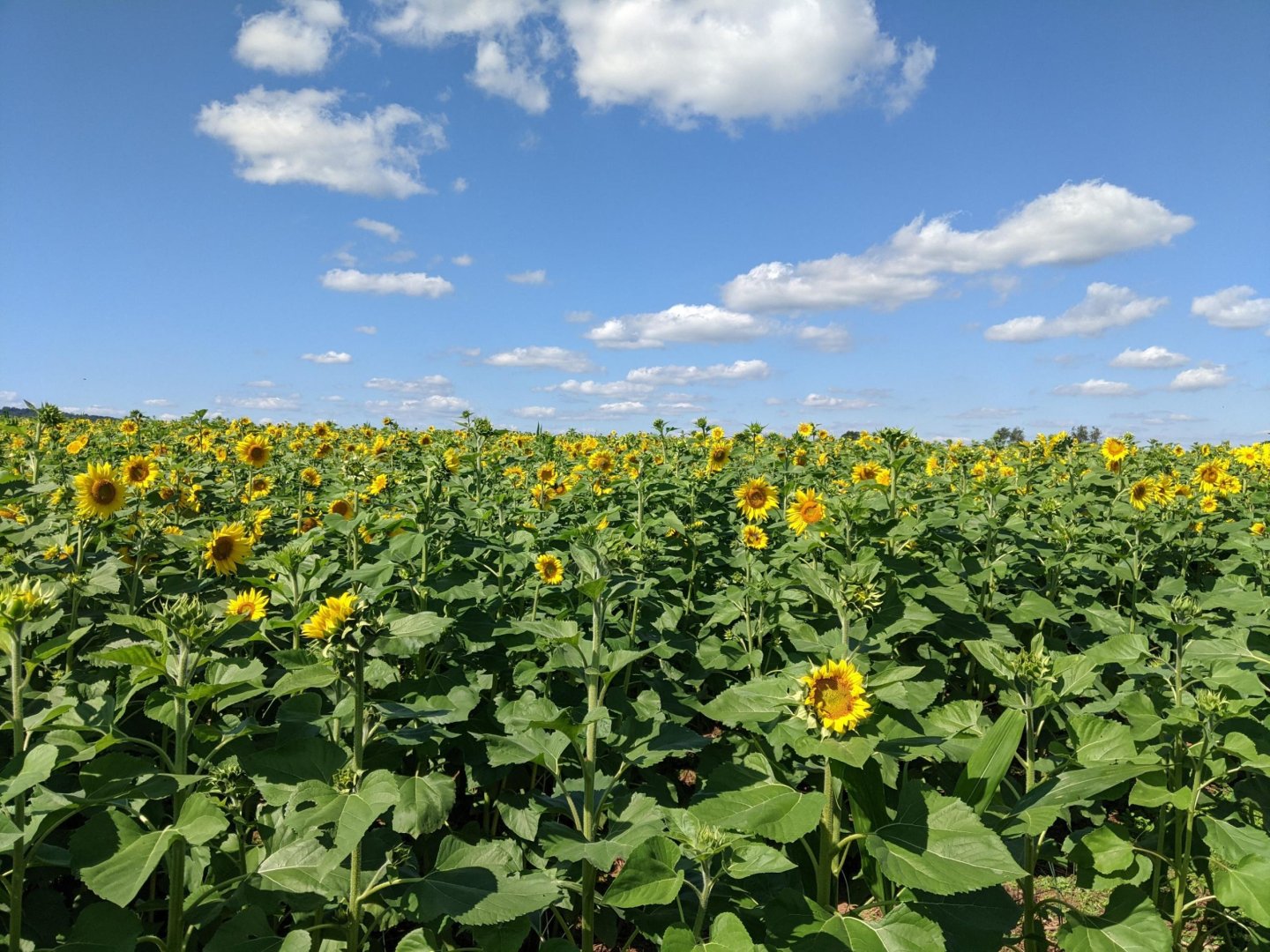 sunflower field