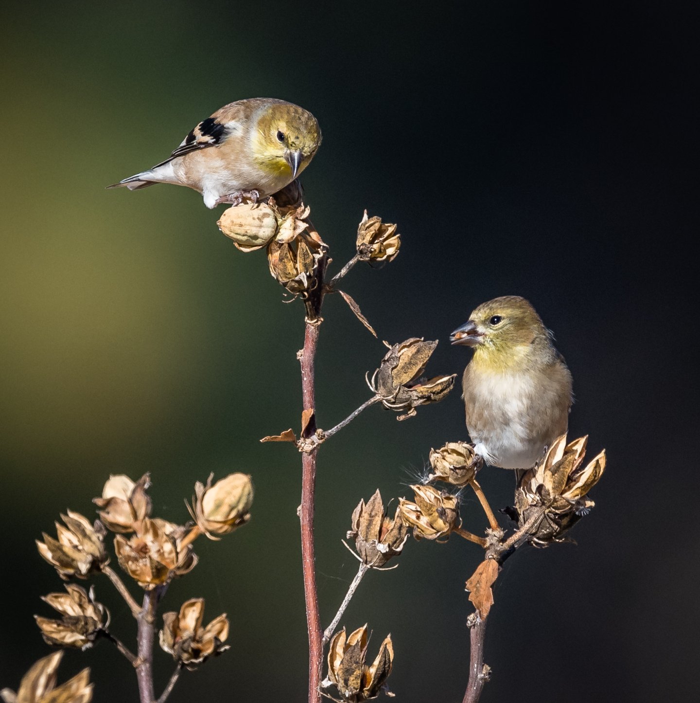 gold finches eating seeds