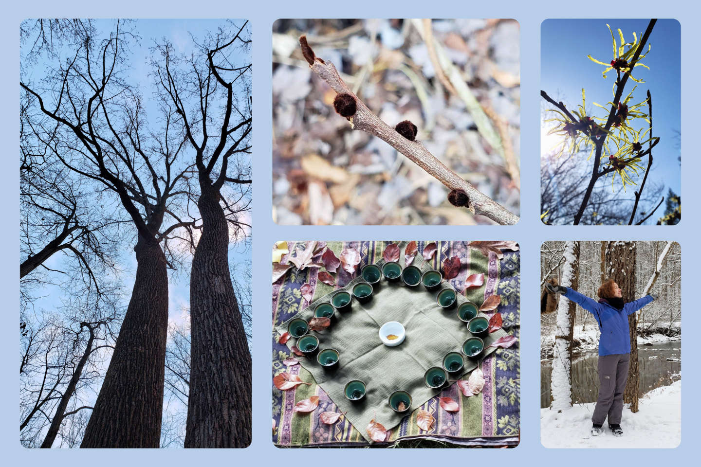 WINTER TREE CONNECTION