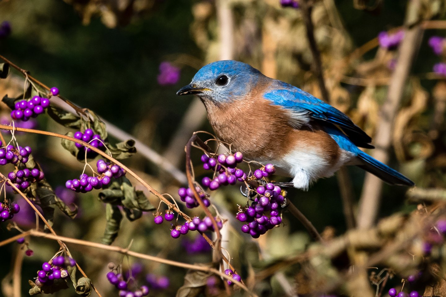 bluebird and berries
