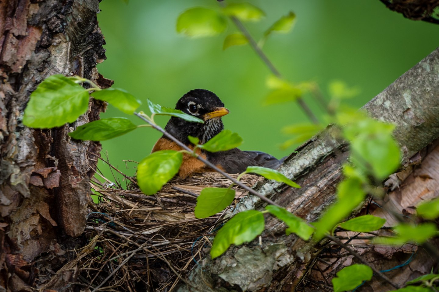 robin in its nest