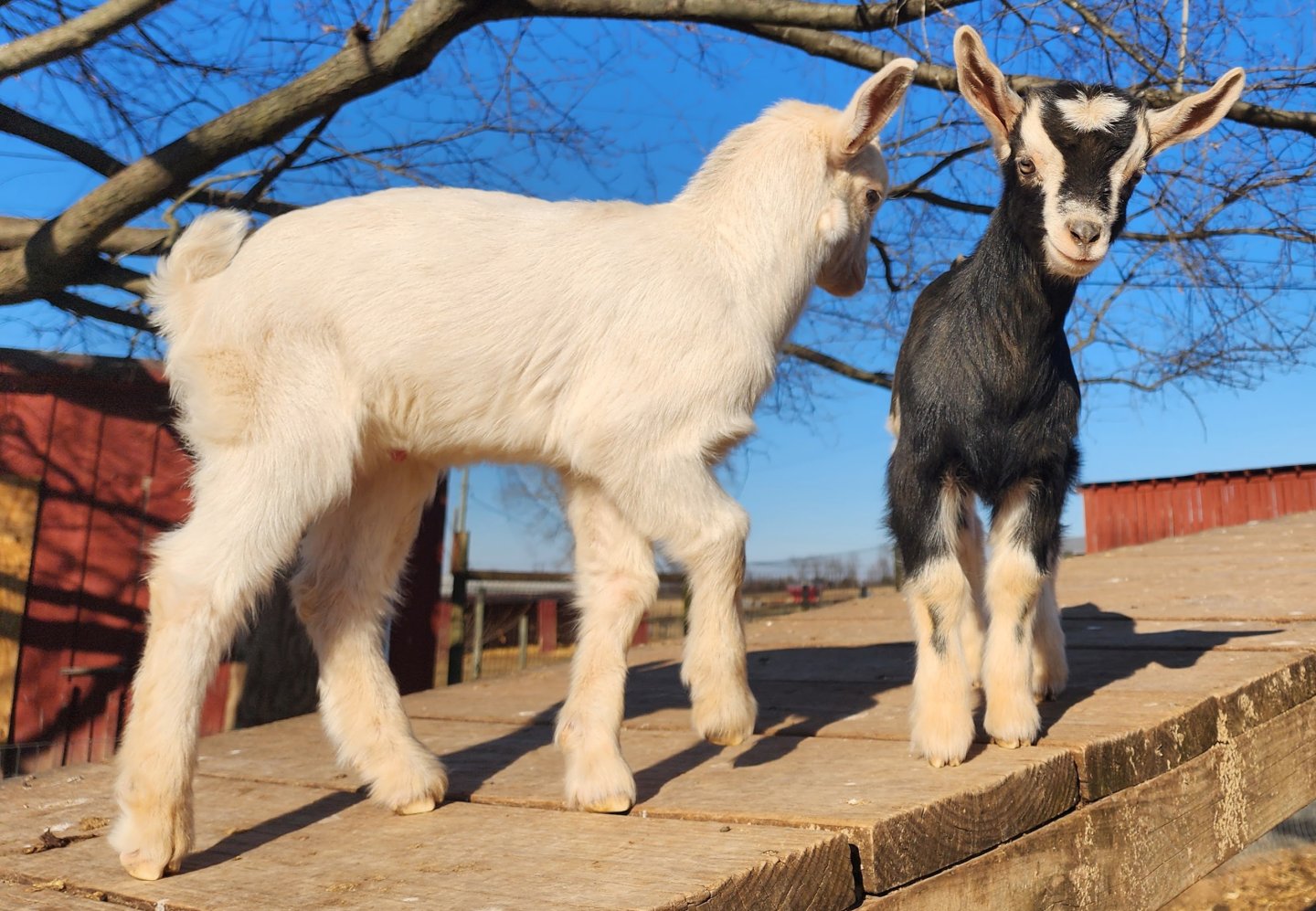 two goat kids stand on a ramp. The kid on the left is white and facing to the side, while the second kid is black with white facial markings and faces forward