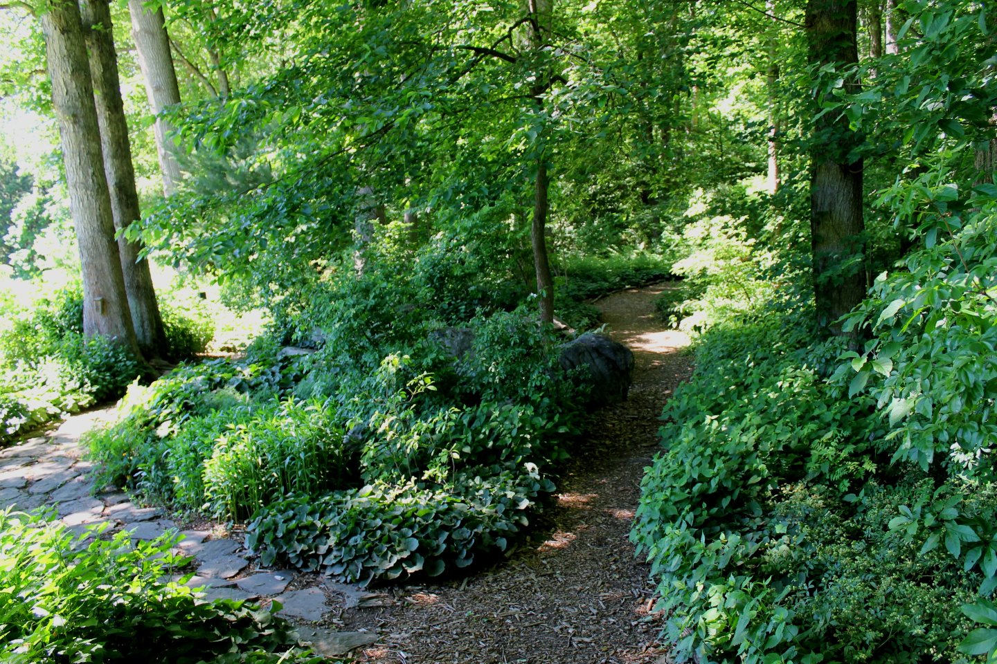 Forest path surrounded by lush greenery and tall trees