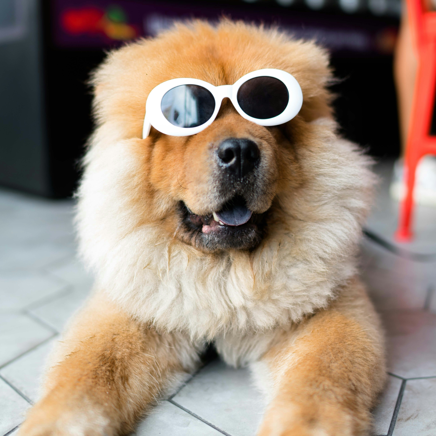 Fluffy dog wearing white sunglasses, lying on patio tiles.