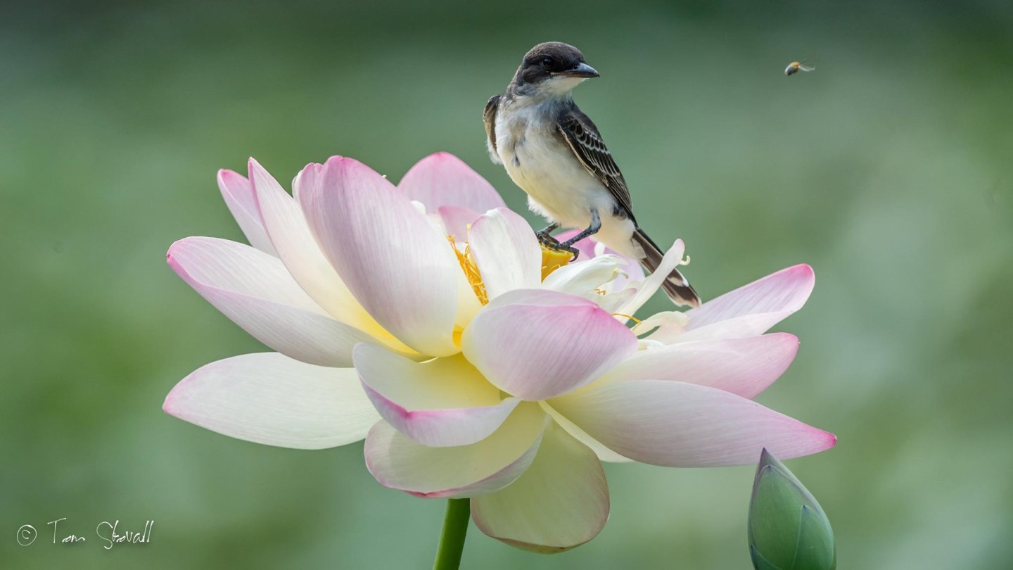 Bird perched on a lotus flower with light pink petals and a blurred green background.
